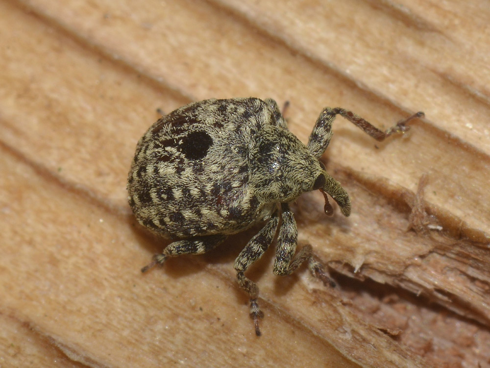 Cionus cf. hortulanus svernante